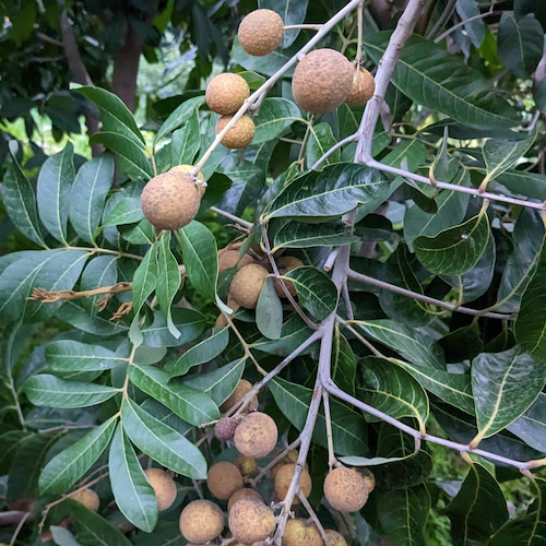 detalle de longans colgados del árbol