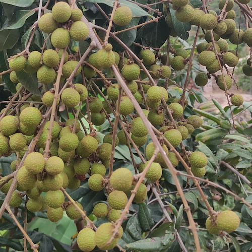 longans verdes en el árbol