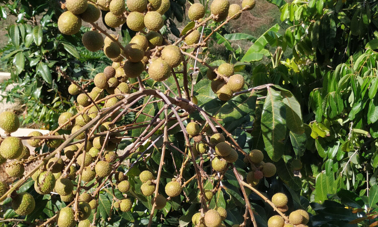 longans en el árbol