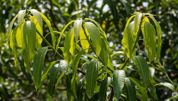 hojas frescas de mango