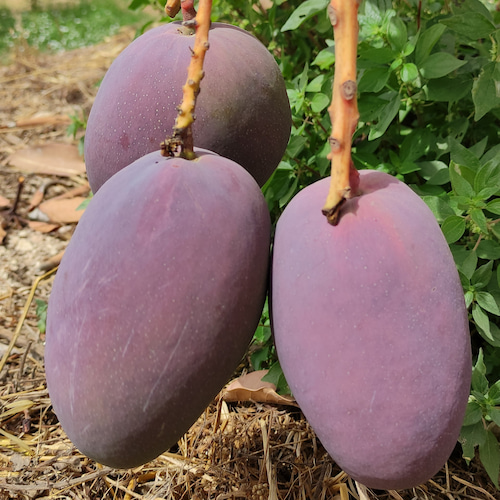 mangos en el árbol
