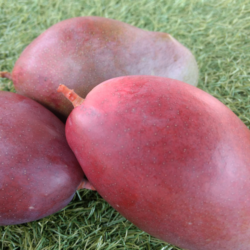 mangos rojos sobre fondo verde