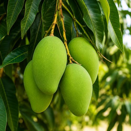 mangos verdes firmes colgando de la rama del árbol
