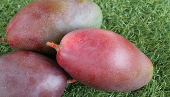 consumir mangos