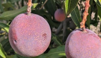 mangos bombón en el árbol