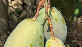 mangos verdes en el árbol