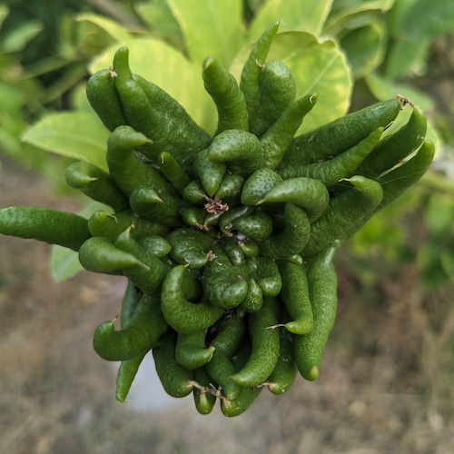 mano de buda verde en formación
