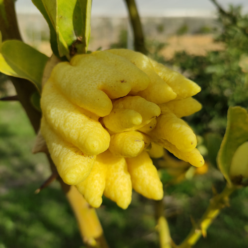 mano de buda amarilla y pequeña en la rama