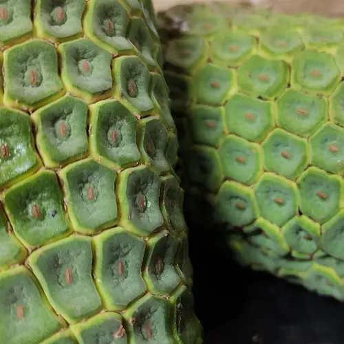 detalle de la fruta de la monstera deliciosa