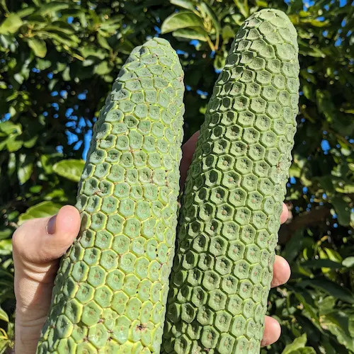 2 frutas de costilla de adán recién recolectadas