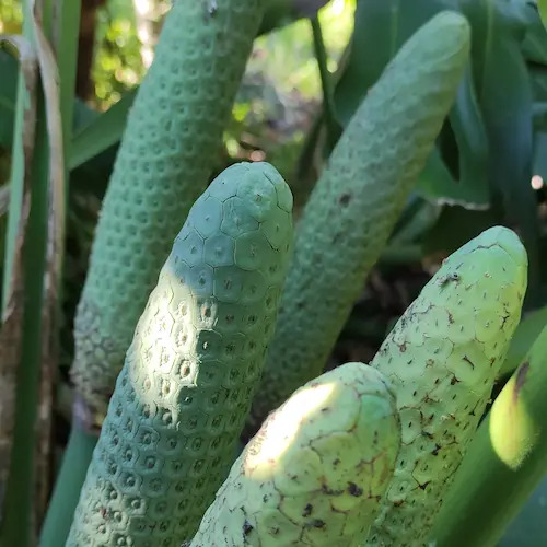detalle de planta llena de frutas