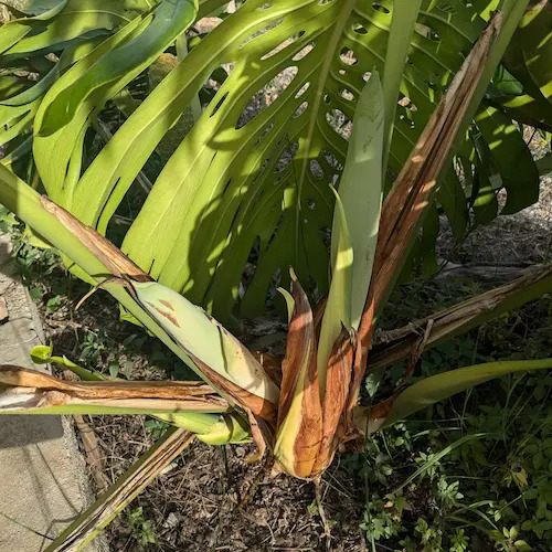 planta de costilla de adán donde se ven 2 frutas naciendo