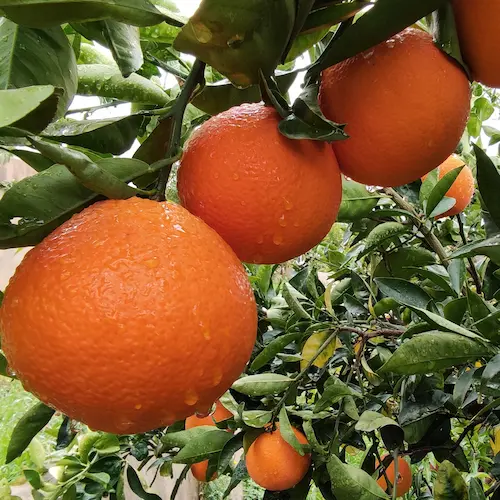 naranjas en el árbol tras la lluvia