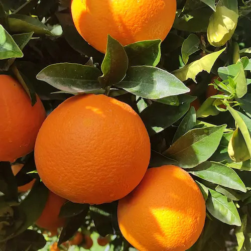 naranjas en la rama preparadas para la recolección