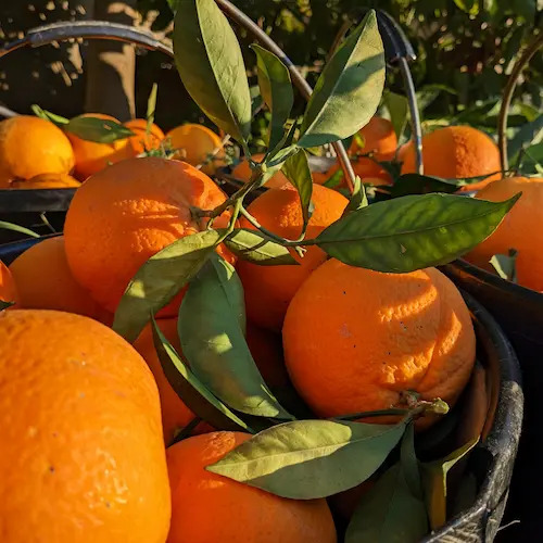 naranjas recién recolectadas en cubos para preparar la caja