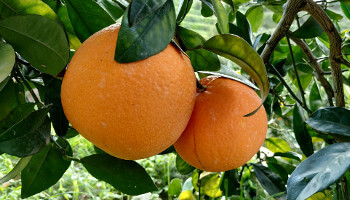 naranjas en la rama