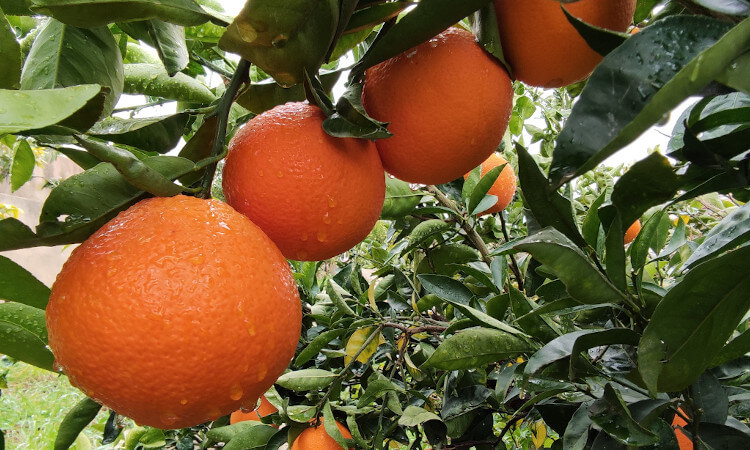 naranjas en el árbol