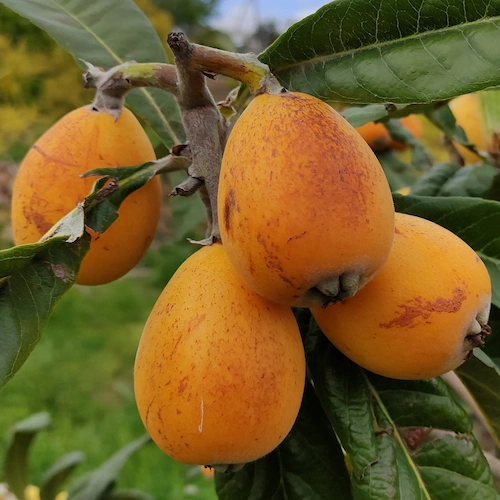 nísperos maduros en el árbol