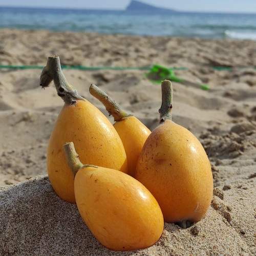 nísperos en la playa de arena