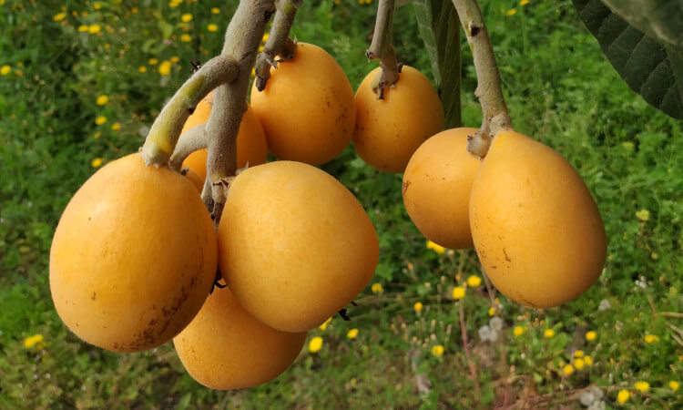 nísperos en el árbol