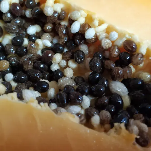 detalle de las semillas de papaya
