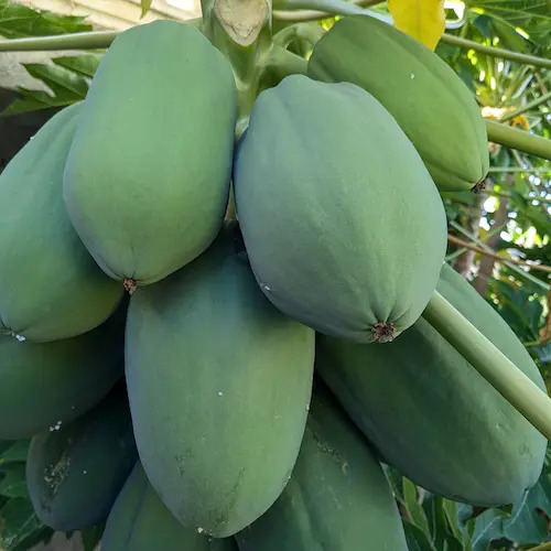 papayas verdes cerca