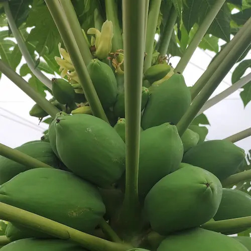 papayas verdes en la planta