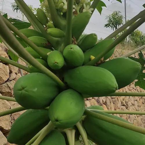 planta de papayas verdes