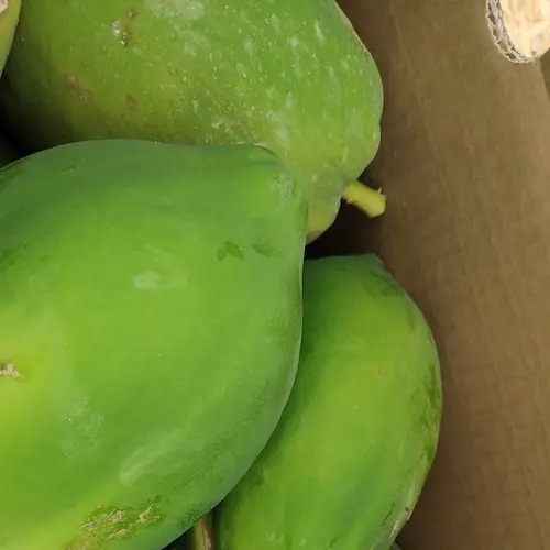 papayas verdes preparas para el envío