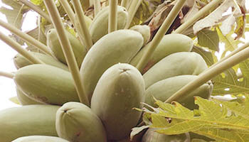 papayas verdes en el árbol