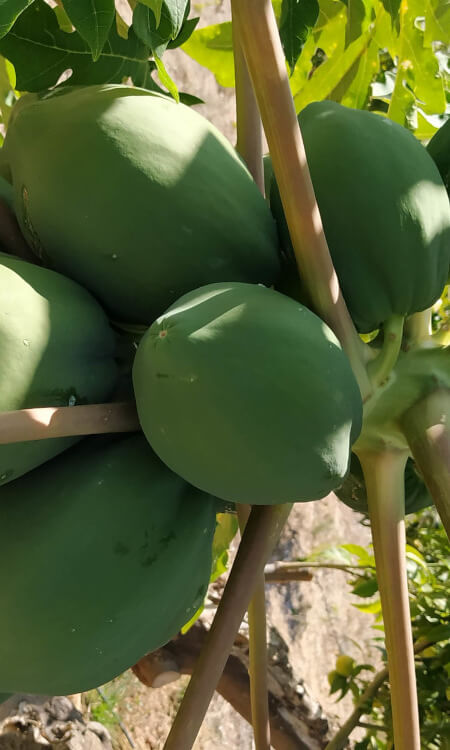 papayas en el árbol