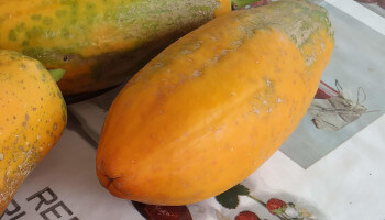 papayas maduras en el árbol