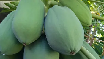 papayas verdes en el árbol