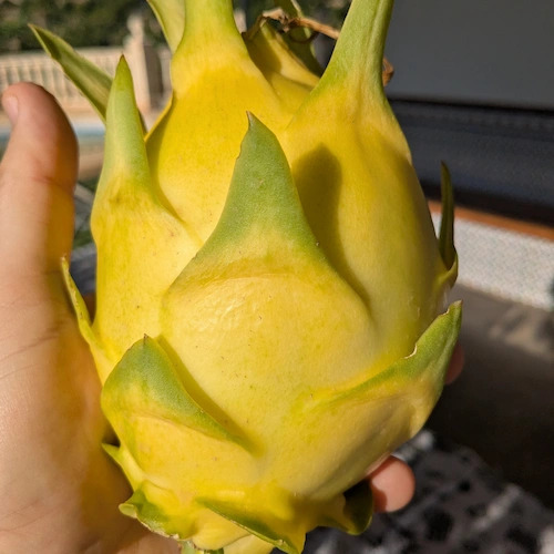 pitahaya amarilla recién recolectada