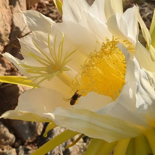 pitahaya en flor polizandola una abeja
