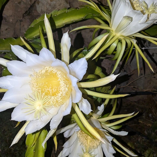 pitahaya en flor de noche