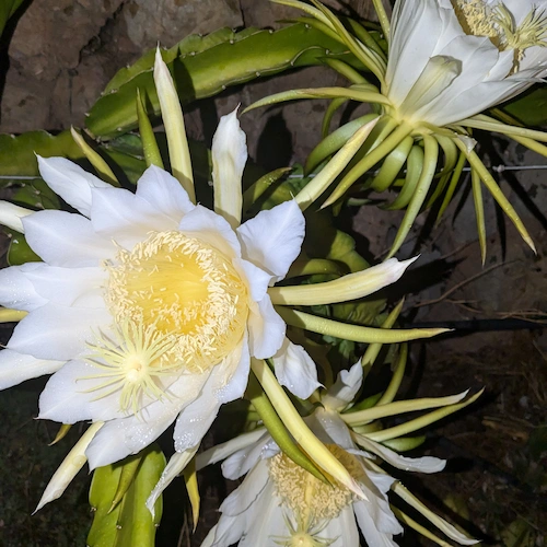 pitayas en flor de noche