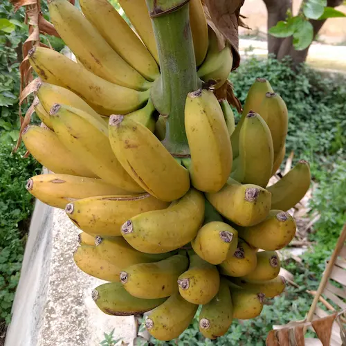 plátanos madurados antes de recolectar
