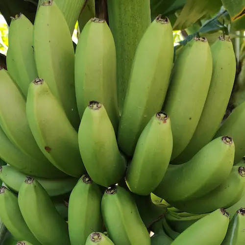 platanos apunto de cosechar