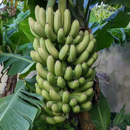 detalle de tamaño de racimo de plátanos