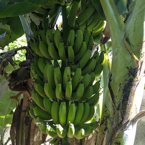 otra platanera dando fruta