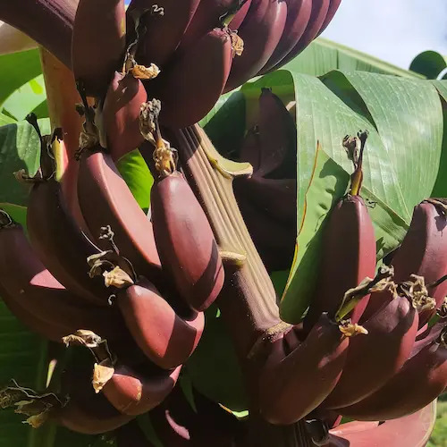 plátano rojo recién nacido