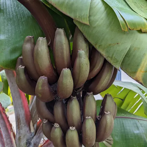 cambio a color verdoso según va creciendo la fruta