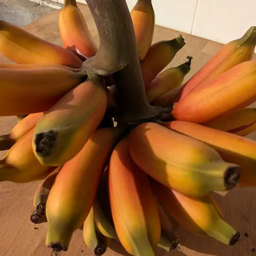 cambia color naranja con la maduración final