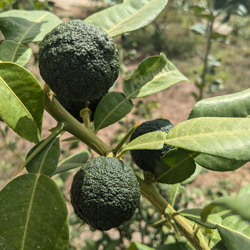 yuzus verdes en la rama